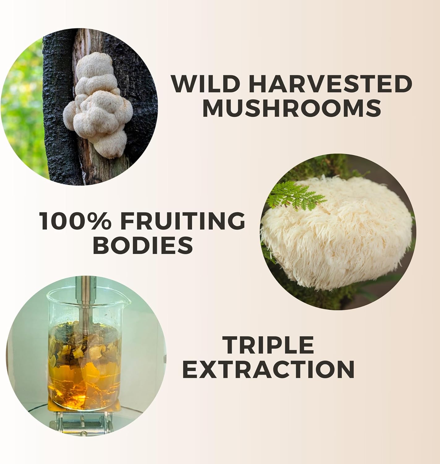 Wild Harvested Lions Mane Triple Extract Tincture with Manuka Honey - 2 fl oz (60 Servings)
