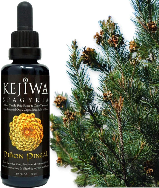 Wild Harvested Piñon Pine Herbal Tincture for Immune Support and Vitality Boost