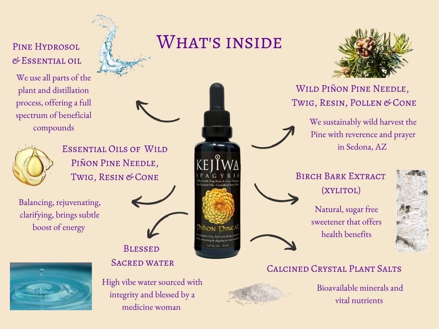 Wild Harvested Piñon Pine Herbal Tincture for Immune Support and Vitality Boost