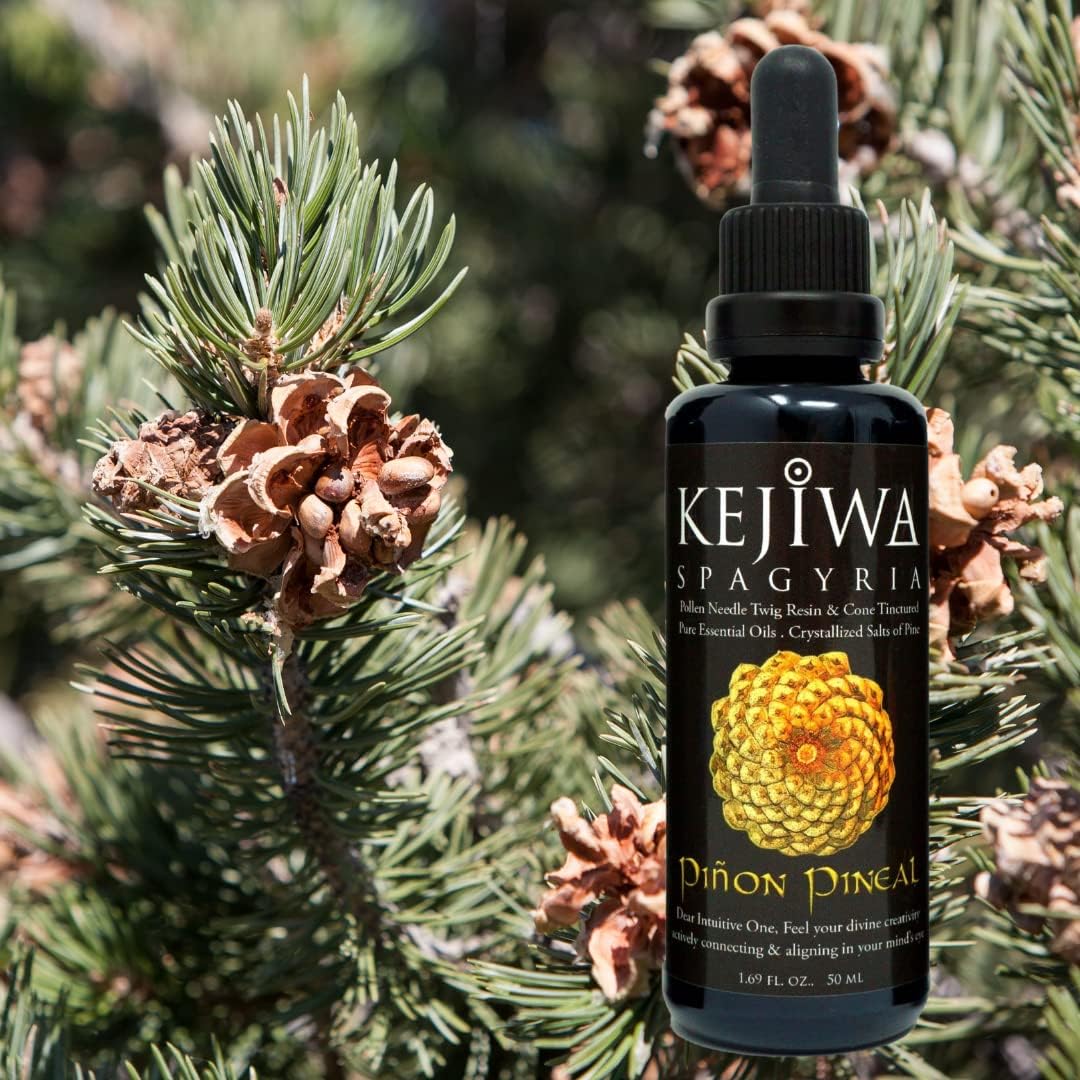 Wild Harvested Piñon Pine Herbal Tincture for Immune Support and Vitality Boost