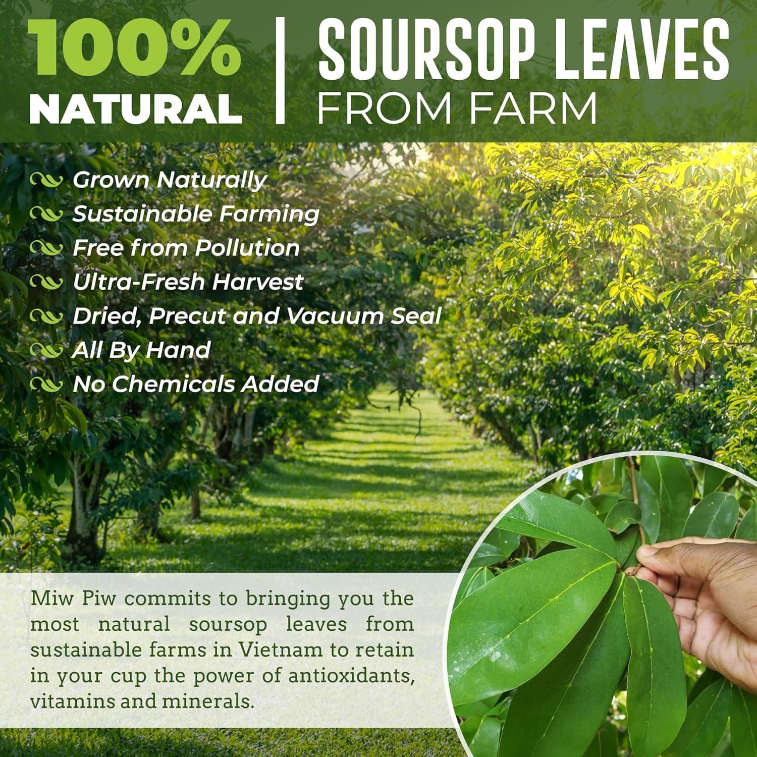 Wildcrafted Soursop Graviola Dried Leaf Tea - 250+ Guanabana Leaves, Gluten-Free, Precut Loose Herbal Tea for Relaxation and Sleep