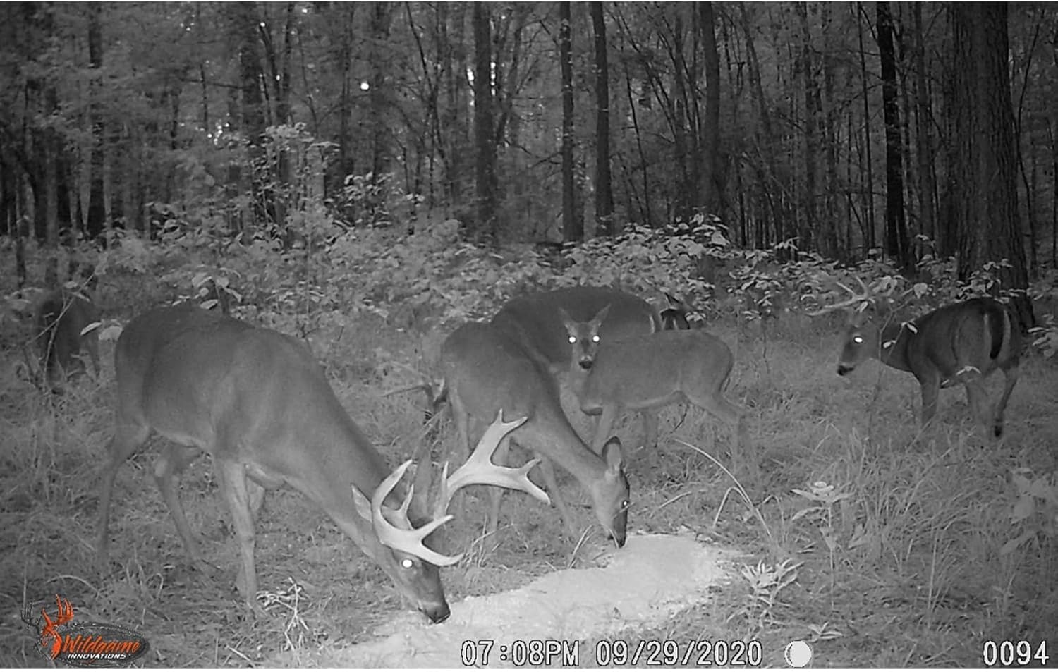 Wildgame Innovations Pile Driv'R Deer Attractant | High-Volume Long-Lasting Game Feed Supplement