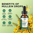 2-pack-revinutra-mullein-leaf-extract-liquid-drops-1200mg-chlorophyll-lung-cleanse-detox-supports-respiratory-immune-digestive-system-02-2-pack-revinutra-mullein-leaf-extract-liquid-drops-2.jpg
