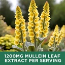 2-pack-revinutra-mullein-leaf-extract-liquid-drops-1200mg-chlorophyll-lung-cleanse-detox-supports-respiratory-immune-digestive-system-04-2-pack-revinutra-mullein-leaf-extract-liquid-drops-4.jpg