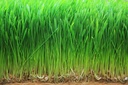 organic-wheatgrass-powder-8oz-non-gmo-raw-vegan-superfood-rich-in-fiber-minerals-for-juice-07-organic-wheatgrass-powder-8oz---non-gmo-raw-vegan--7.jpg