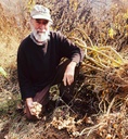 5-organic-jerusalem-artichoke-tubers-for-planting-or-eating-sunchokes-sunroot-helianthus-tuberosus-by-smoke-camp-crafts-02-5-organic-jerusalem-artichoke-tubers-for-planting--2.jpg