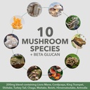 plantfusion-mushroom-protein-powder-vegan-3-in-1-protein-mushroom-and-adaptogen-supplement-for-mental-focus-immunity-recovery-chocolate-1lb-gluten-free-05-plantfusion-mushroom-protein-powder---vegan-3-in-1-5.jpg