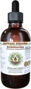 Echinacea Alcohol-Free Liquid Extract 4 oz - Natural Herbal Supplement with Dried Root Glycerite by Hawaii Pharm