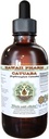 Catuaba Dried Bark Liquid Extract - Alcohol-Free Herbal Supplement - 2 oz Bottle by Hawaii Pharm